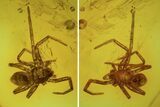 Detailed Fossil Spider (Aranea) In Baltic Amber #87204-1